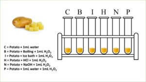 Factors Affecting Enzyme Activity 1