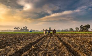 Read more about the article ہماری استادی: سٹوڈنٹس، کسان اور بیوروکریٹ
