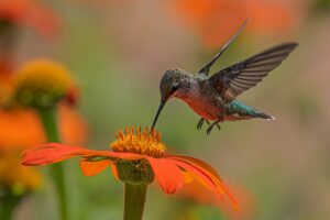 تصویر کائنات میں رنگ 4